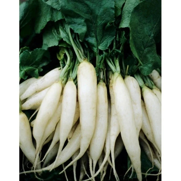 White Icicle Radish Seeds - Raphanus sativus Heirloom, Organic, Fast-Germinating, 250 Seeds for Salad & Cooking