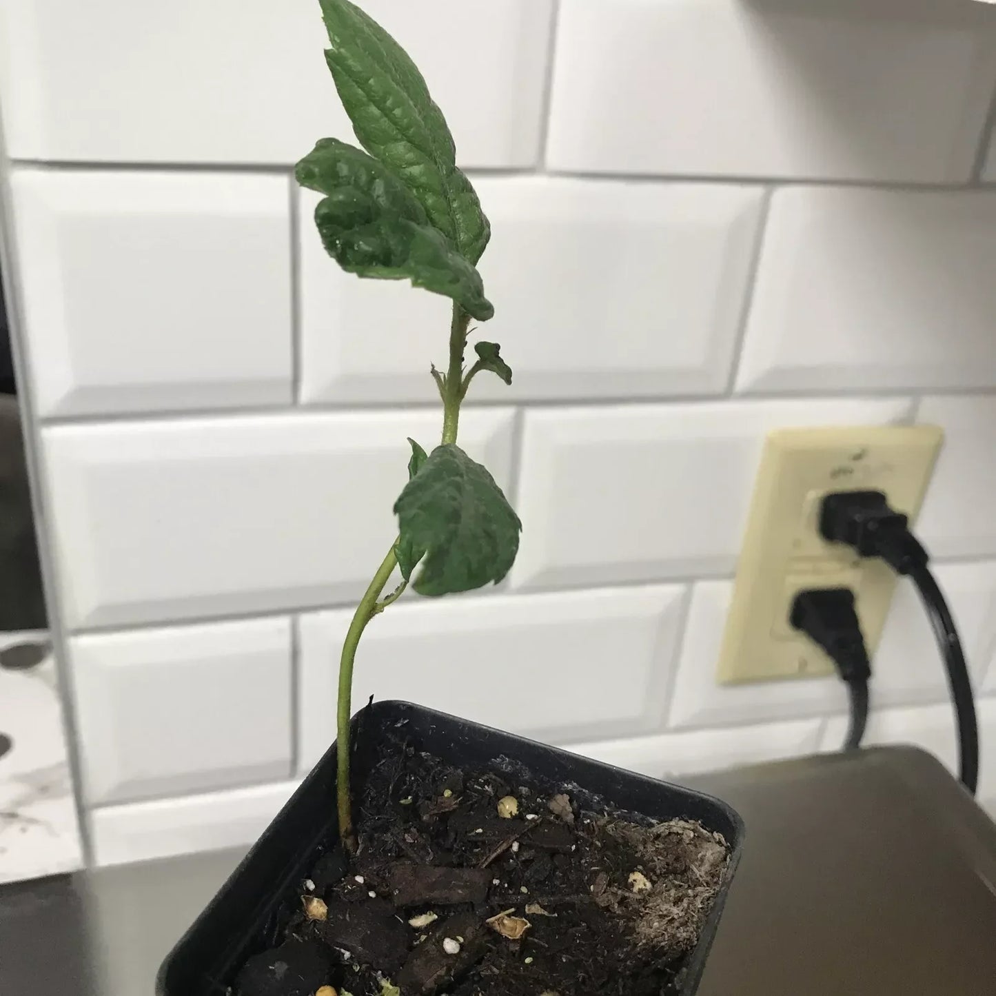 Loquat Fruit Tree Seedling 4-6 Inches Tall in 2.5 Inch Pot | Eriobotrya japonica