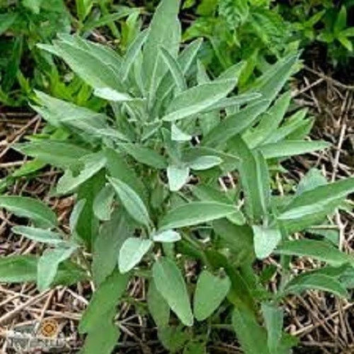Organic Broadleaf Sage Seeds - Heirloom Salvia officinalis Herb Seeds for Culinary Gardens