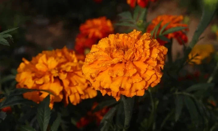 Southern Cone Marigold Seeds Pack – Tagetes erecta – Bright Flowers for Garden, Borders & Containers, 25+ Seeds