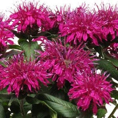 Purple Balm Seeds - Monarda Didyma - Hummingbird Attracting Perennial Seeds - 100 Pack