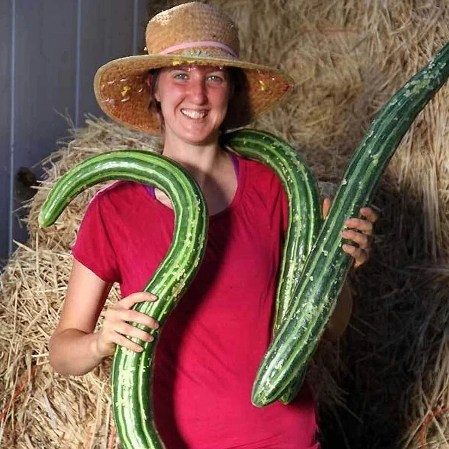 Painted Serpent Cucumber Seeds - Organic Heirloom Non-GMO, Vining, 100+ Seeds, Cucumis sativus, Unique Striped Variety