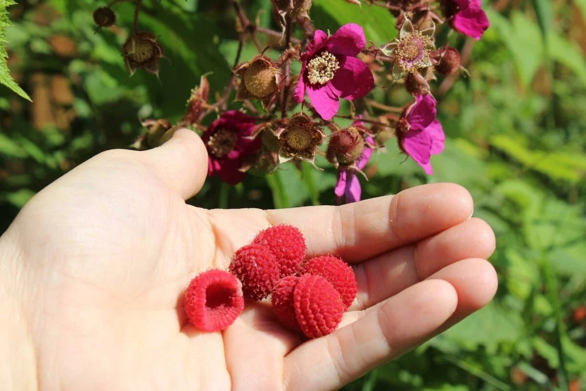 Thornless Purple Flowering Raspberry Plant Live Starter Rubus odoratus Zones 4-7 Self-Pollinating