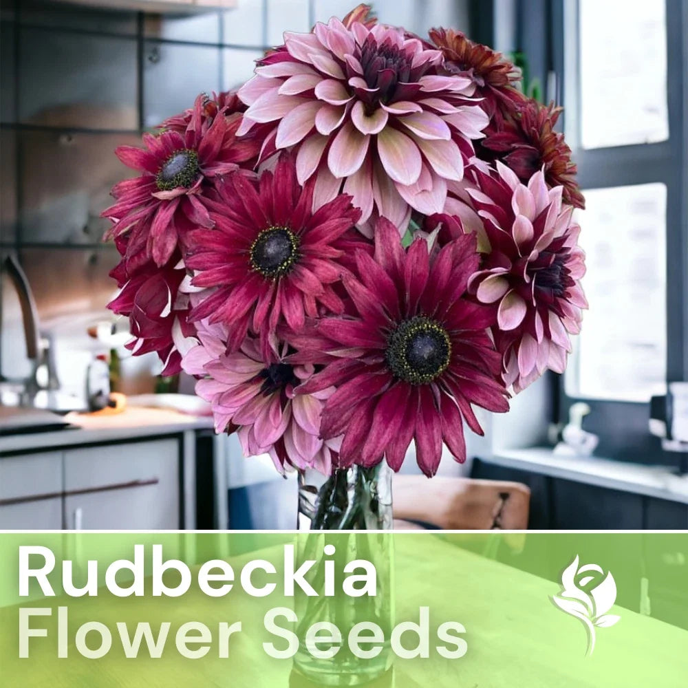 Cherry Mix Rudbeckia Seeds - 125+ Annual Flower Seeds for Garden, Rudbeckia hirta, Bright Cherry Tones, Attracts Pollinators
