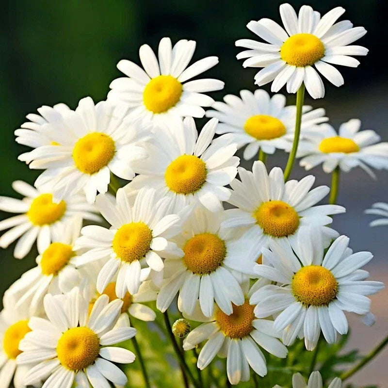 Alaska Shasta Daisy Seeds - 500+ Hardy Perennial Flowers - Leucanthemum × superbum