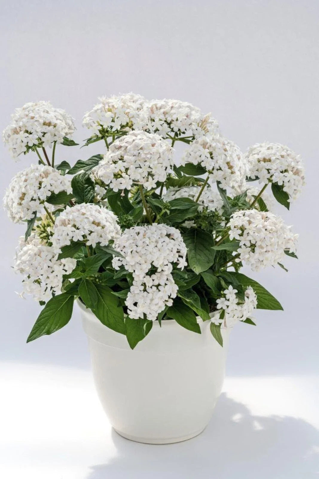 Pentas Seeds 500 Count Graffiti 20/20 White Pentas lanceolata Flowering Plant for Garden & Landscape