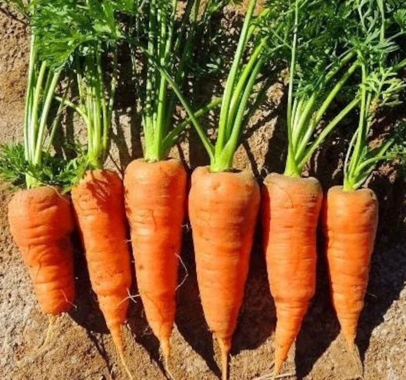 Chantenay Red Core Carrot Seeds - Non-GMO Heirloom Vegetable Seeds for Garden, Daucus carota, 200+ Pack