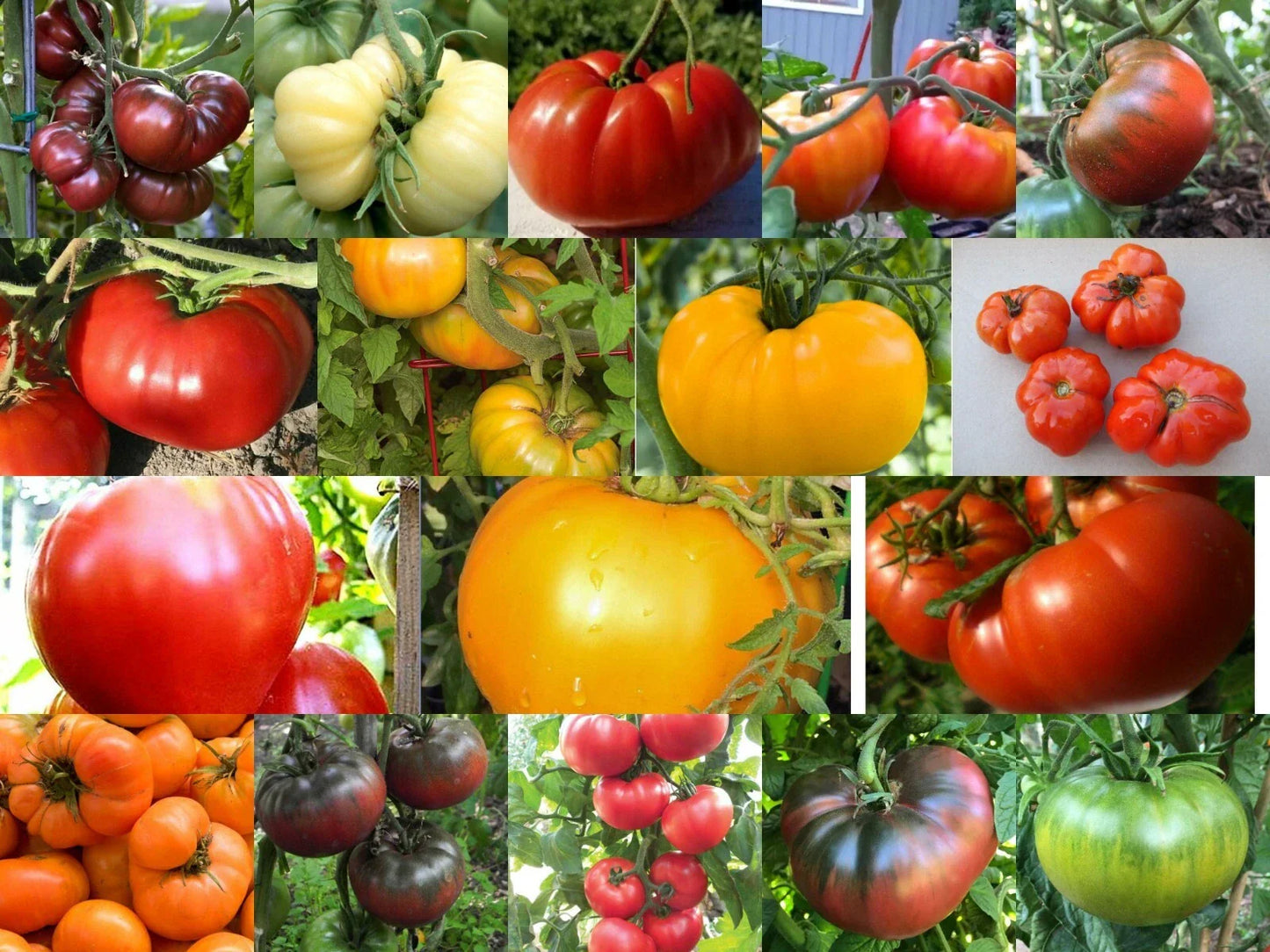 Beefsteak Tomatoes Variety Pack - Oxheart, Brandywine, Cherokee Purple, Black Krim Heirloom Seeds