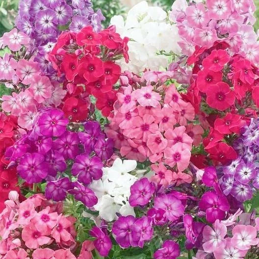 Phlox Dwarf Seeds Mix – 200 Non-GMO Heirloom Seeds for Rock Gardens, Borders, and Containers – Phlox subulata, Spring Blooms