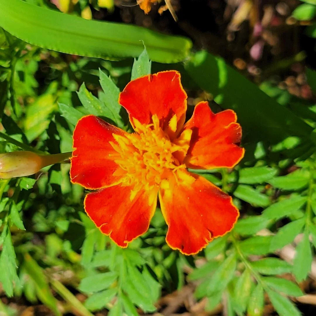 French Marigold Seeds | Tagetes Patula | Edible Companion Plant & Pest Repellent | 25 Seeds