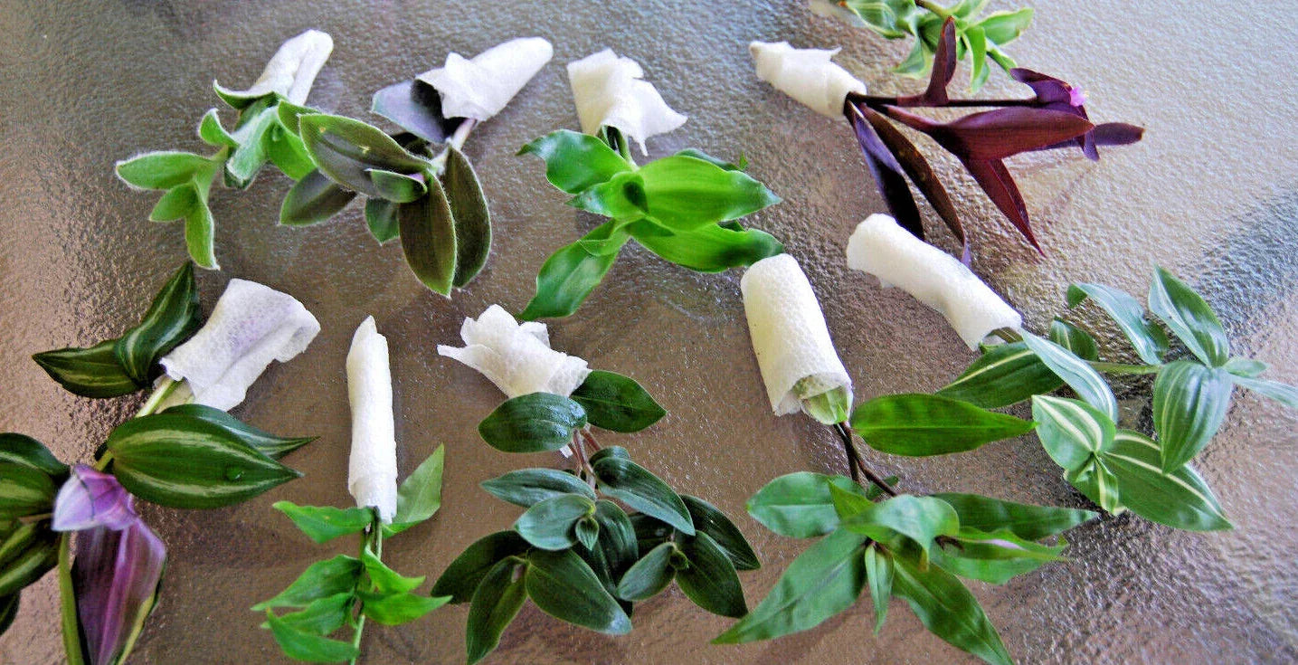 Wandering Jew Plant Lot - Assorted Tradescantia Varieties - Indoor & Outdoor Houseplants
