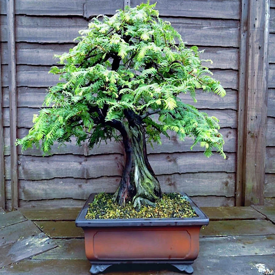 Dawn Redwood Tree Seeds - Bonsai & Garden Variety - Metasequoia glyptostroboides, Hardy, Fast-Growing, Deciduous Conifer