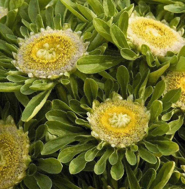 Aster Seeds Pack of 25 - 'Hulk' Purple Perennial Flower, Aster novae-angliae, Garden Border & Cut Flower