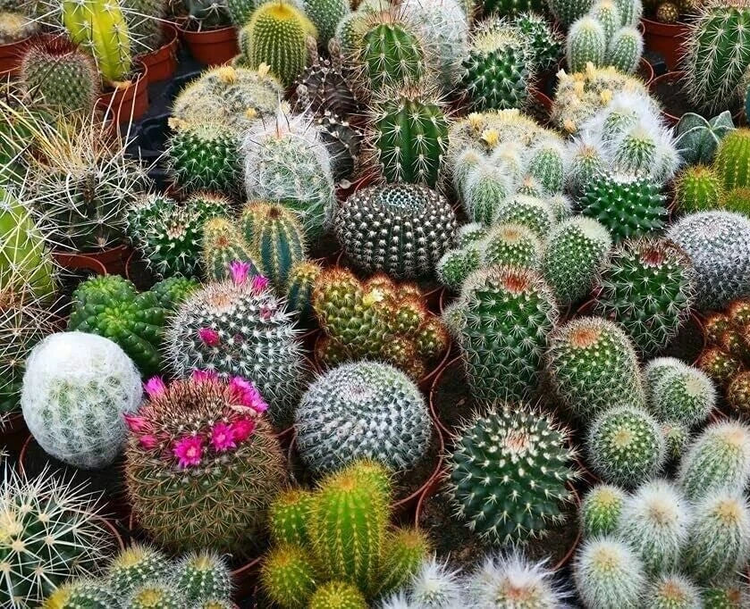 Cactus Seed Mix 25 Seeds - Assorted Varieties for Indoor & Outdoor Gardening - Succulent Seeds Collection
