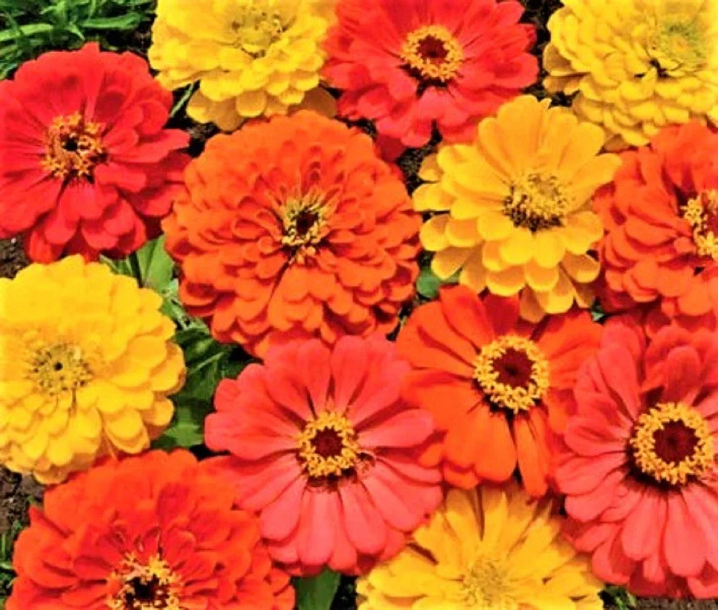 Zinnia Seeds Fruity Beauty Non-GMO 100+ Seeds Colorful Pollinator Garden Flowers