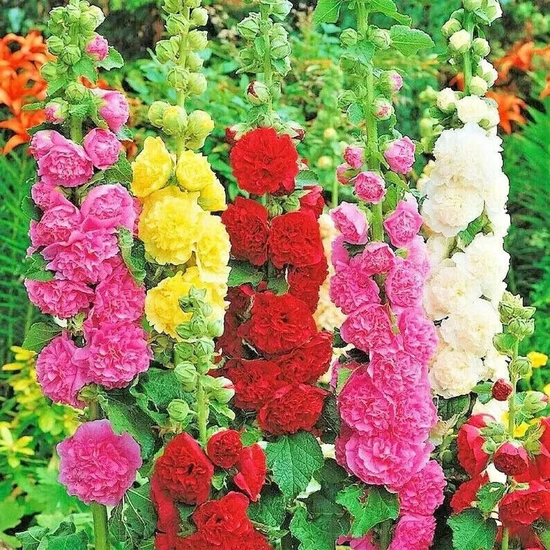 Hollyhock Seeds Mix - 30+ Varieties - Attract Bees & Butterflies - Alcea rosea