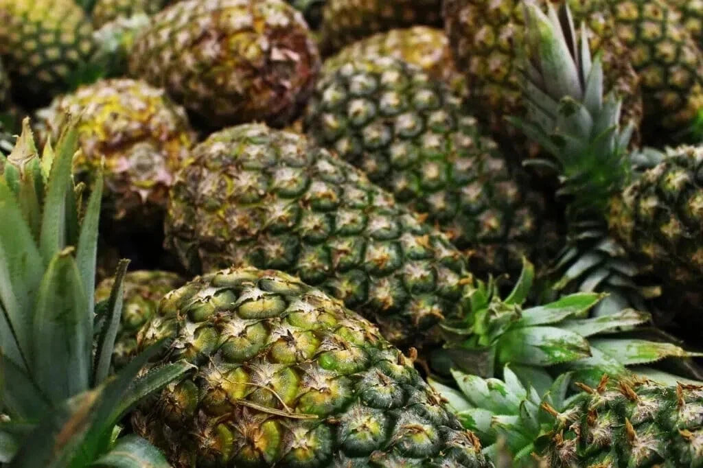 Montufar Pineapple Seeds - 15+ Ananas comosus Garden Planting Pack for Home Gardening