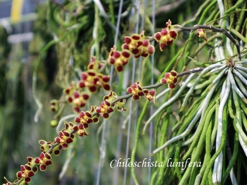 Leafless Orchid Plant Mounted Chiloschista lunifera Rare Southeast Asia Epiphytic Orchid