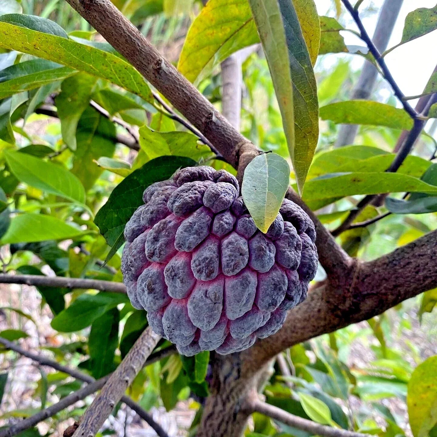 Thai Purple Sugar Apple Tree Seeds - 10 Pack | Annona squamosa Rare Sweetsop Fruit