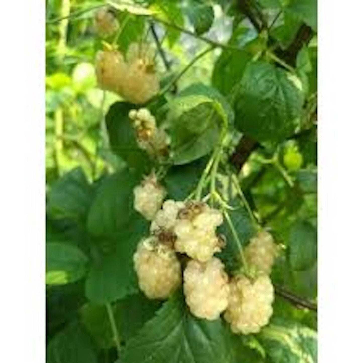 Snowbank Blackberry Plant - 5 Bare Root Rubus Thorny White Fruit Starter Plants for Zones 5-9