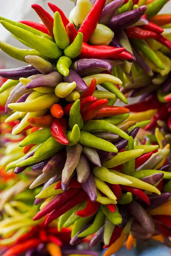 Cayenne Pepper Seeds - 100+ Count - Fiesta Blend - Heirloom Organic Non-GMO Capsicum annuum