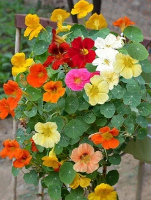 Tall Nasturtium Seeds Mix - Edible Flowers & Leaves for Gardens & Containers - Tropaeolum majus, Vibrant Colors, Pollinator Attractant