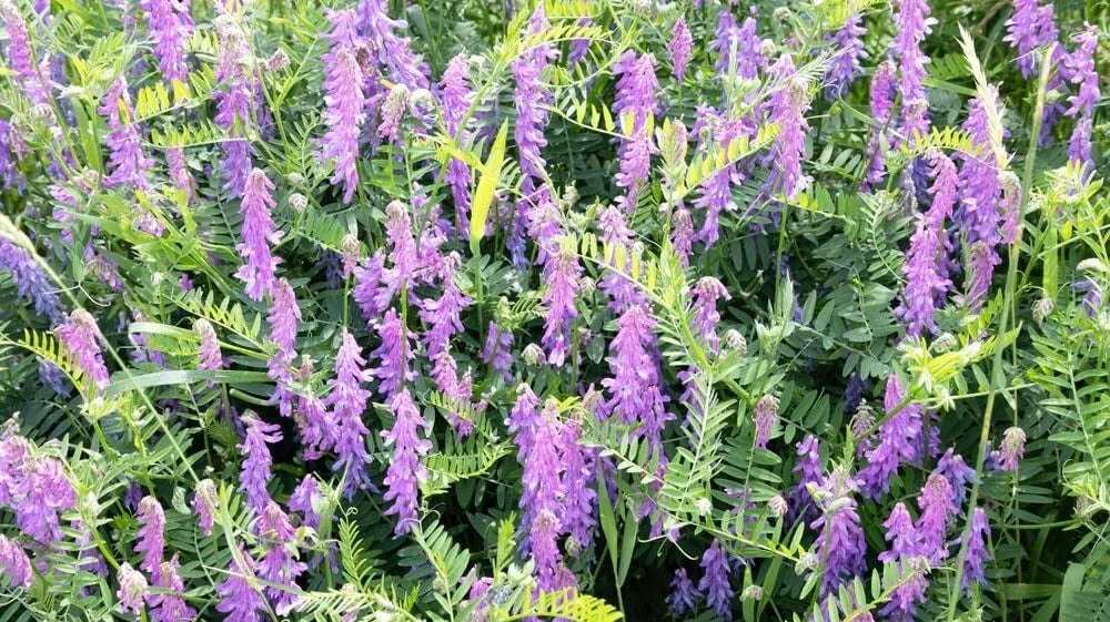 Hairy Vetch Seeds for Planting - Cover Crop, Bee Pasture, Pollinator, Vicia villosa