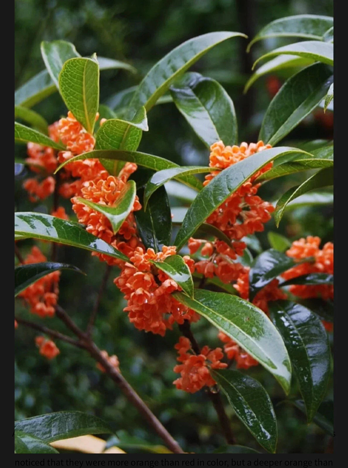 Beni Kin Mokusei Red Sweet Tea Olive Starter Plant - Osmanthus fragrans, Fragrant, Rooted Garden Shrub