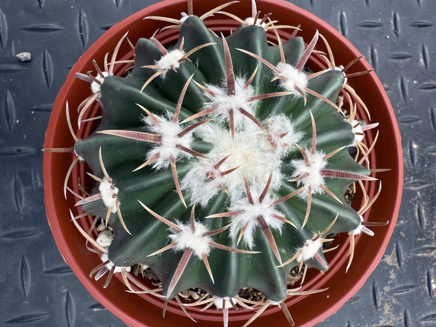 Echinocactus texensis Horse Crippler Cactus 6" Pot Cold Hardy Drought-Tolerant Succulent Plant