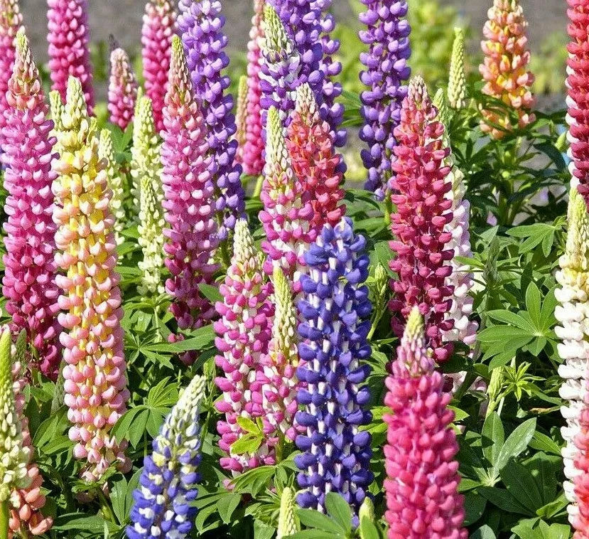 Russell Lupine Flower Seeds - 50+ Mixed Colors Perennial Lupinus polyphyllus