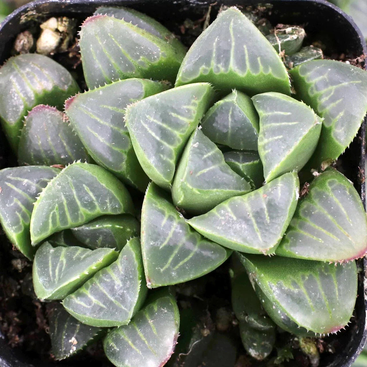 Haworthia Mutica 4" Potted Plant - Rare Low Maintenance Succulent