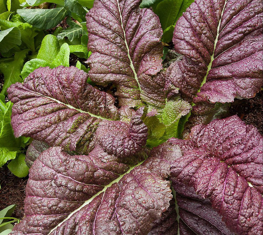 Red Giant Mustard Seeds Pack of 300+ | Heirloom Brassica juncea for Vegetable Garden Planting
