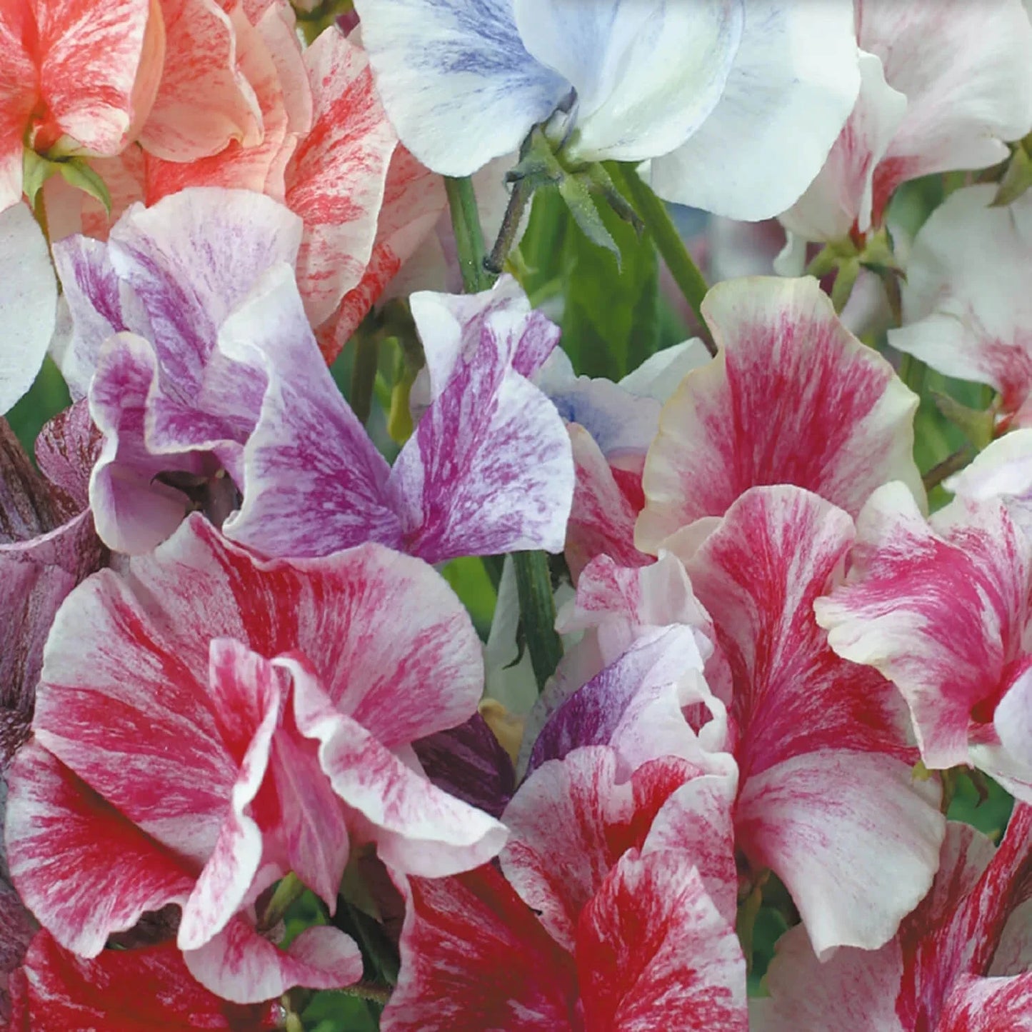 Sweet Pea Seeds Streamer Mix Heirloom Flower Seeds Lathyrus odoratus Non-GMO Pack of 25