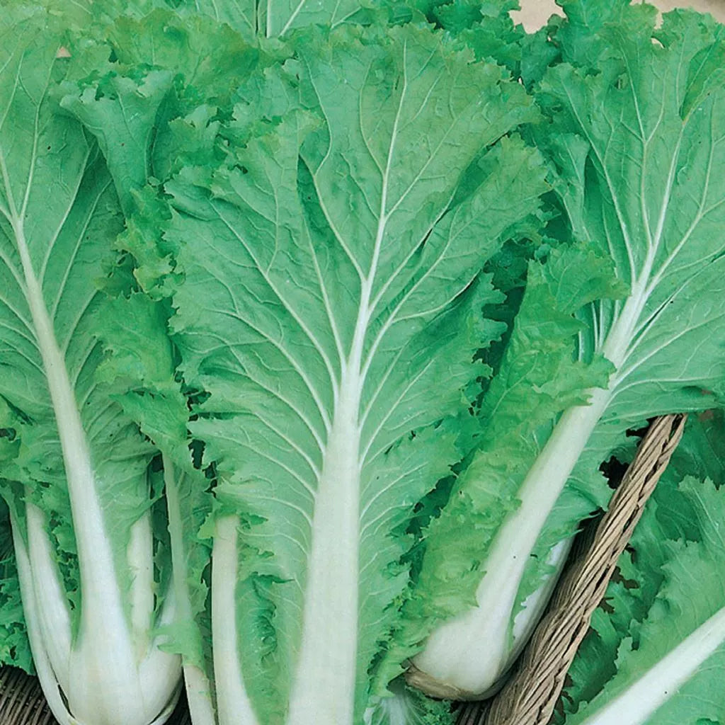 Chinese Michihili Cabbage Seeds - 300+ Non-GMO Brassica rapa subsp. pekinensis Seeds