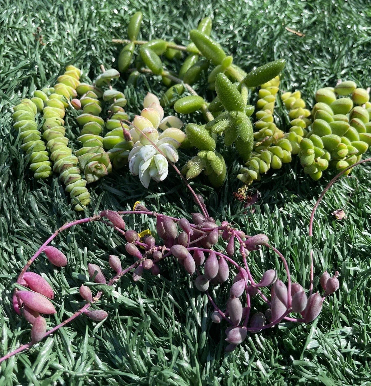 Succulent Cuttings Set | 7 Varieties for Propagation & DIY Arrangements | Easy to Grow Indoor & Outdoor Succulents