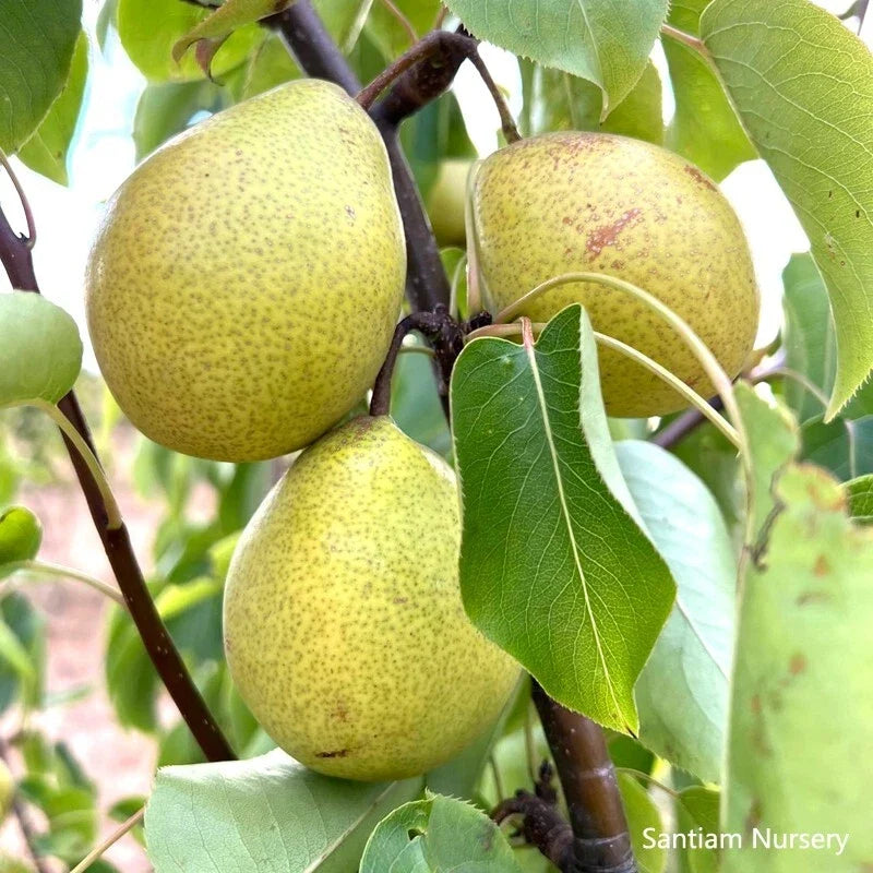 Honey Jar Asian Pear Tree Bare Root – Pyrus pyrifolia, Early-Ripening, Very Sweet & Juicy Fruit Tree