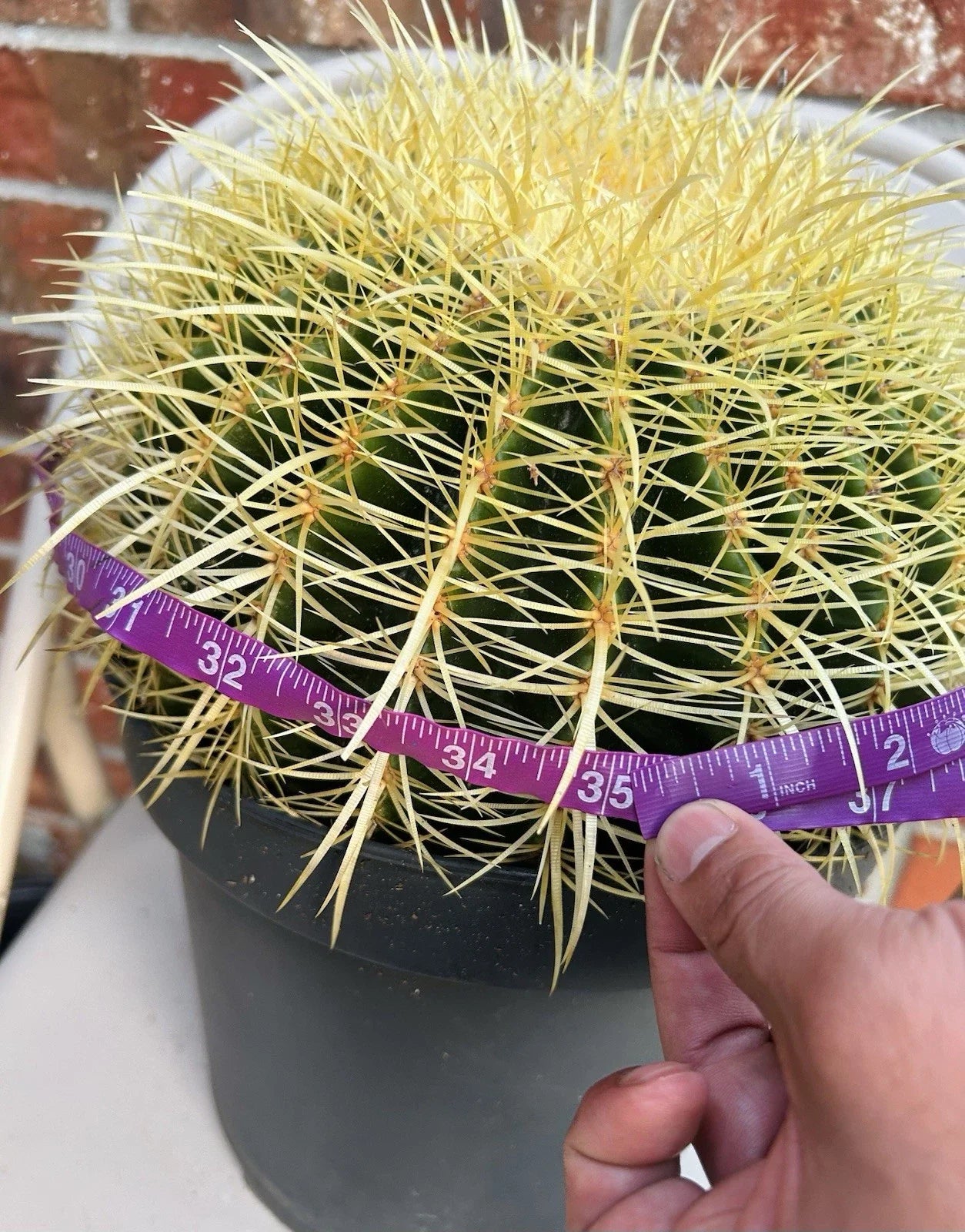 Giant XXL Golden Barrel Cactus, Echinocactus grusonii, 15+ lb, 34-35" Circumference, Desert Succulent Plant