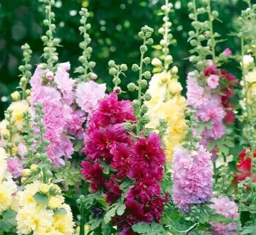 Hollyhock Seeds - 25 Count - Summer Carnival Mix - Alcea rosea