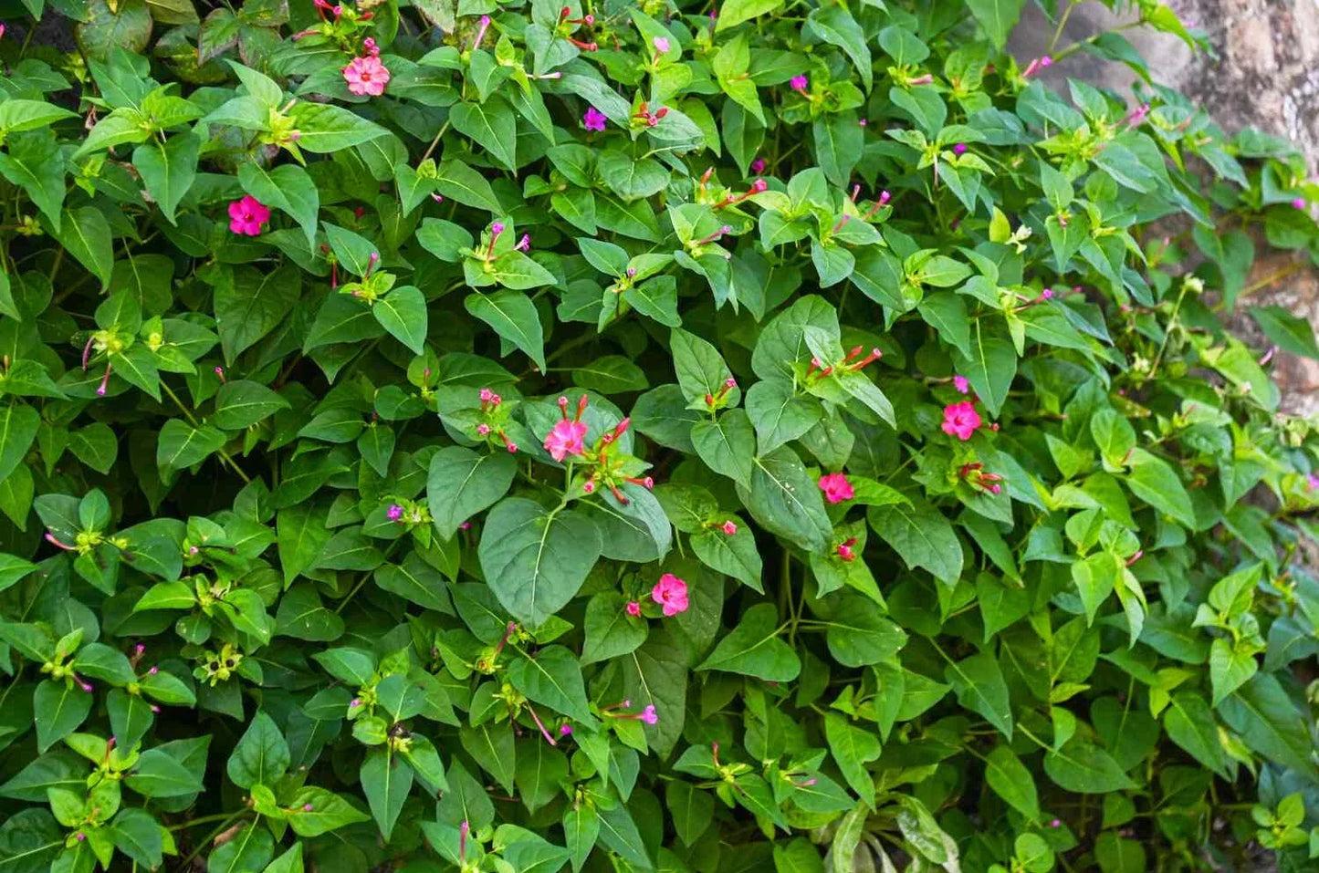 Four O'Clock Flower Live Plant Bare Root Mirabilis jalapa, 4+ Inches, Colorful Blooms, Low-Growing, Sun to Part Sun