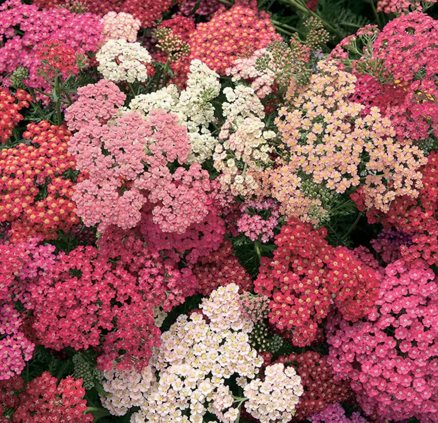 Yarrow Starter Plants Plugs 4-Pack 'Summer Berries' Achillea Perennial Pollinator-Friendly Hardy 24-28" Tall