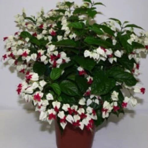 Bleeding Heart Plant Starter - Clerodendrum thomsoniae - White & Red Blooms - Bare Root Climbing Vine for Garden or Container