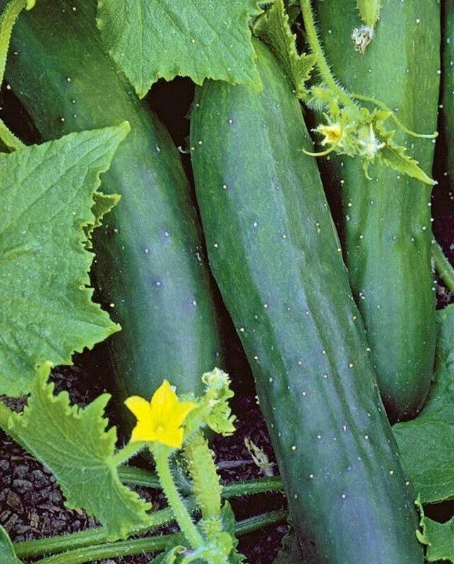 Marketmore 76 Cucumber Seeds, Non-GMO, Vegetable Garden, Vining, Cucumis sativus, 50+ Seeds