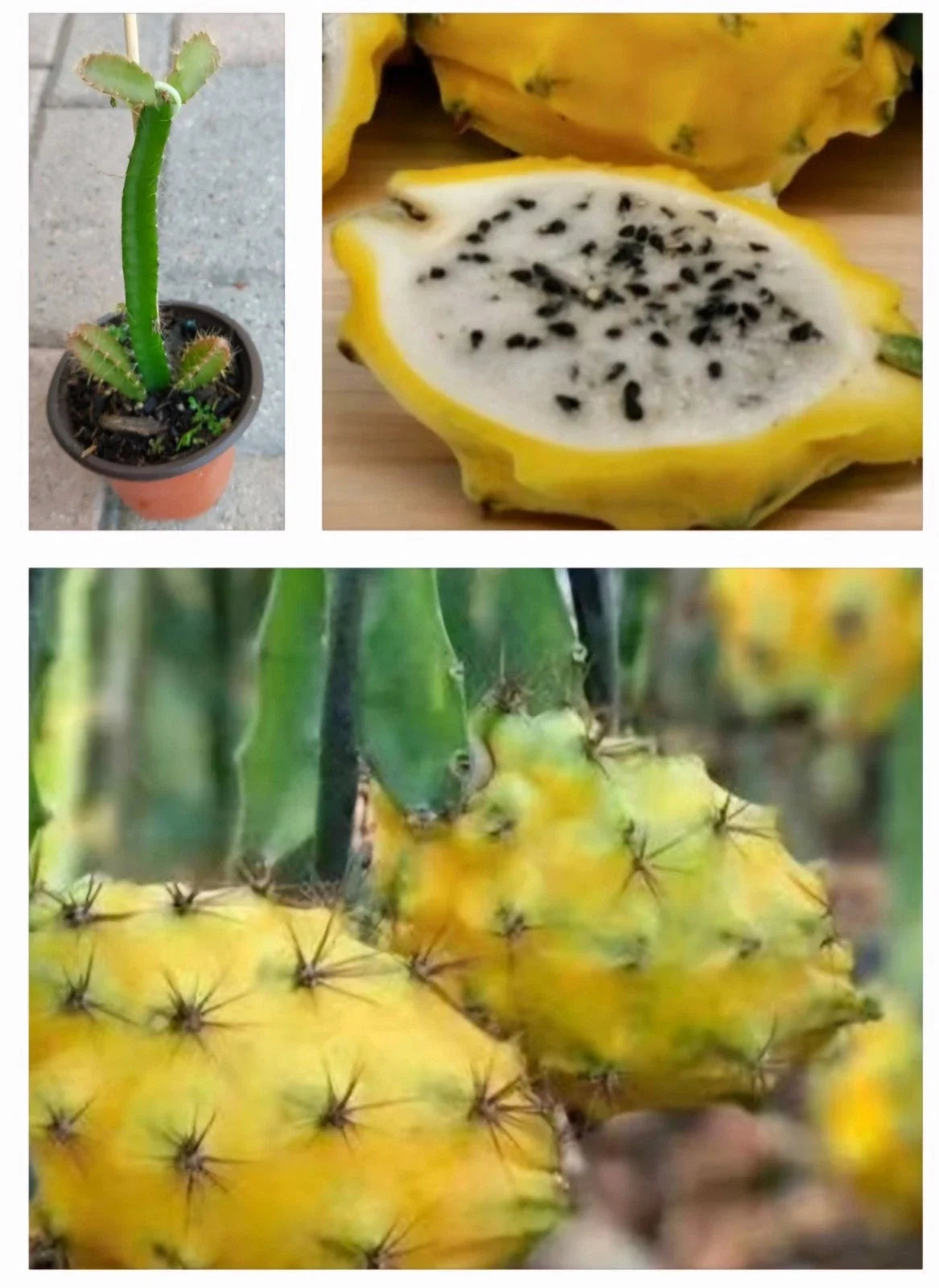 Rooted Yellow Dragon Fruit Plant in Pot | Hylocereus megalanthus | Tropical Climbing Vine | Live Indoor Outdoor Plant