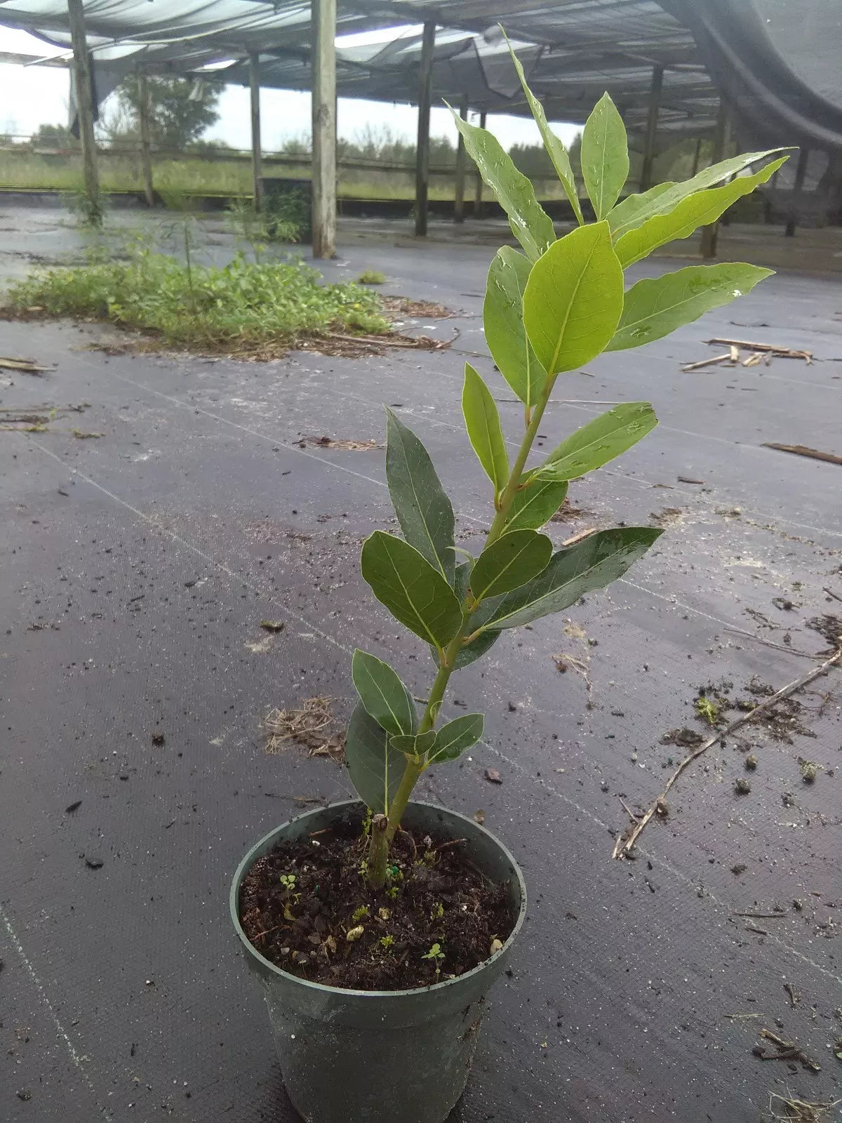 Bay Laurel Tree Starter Plant - 1ft Tall Laurus nobilis Live Plant for Culinary & Garden Use