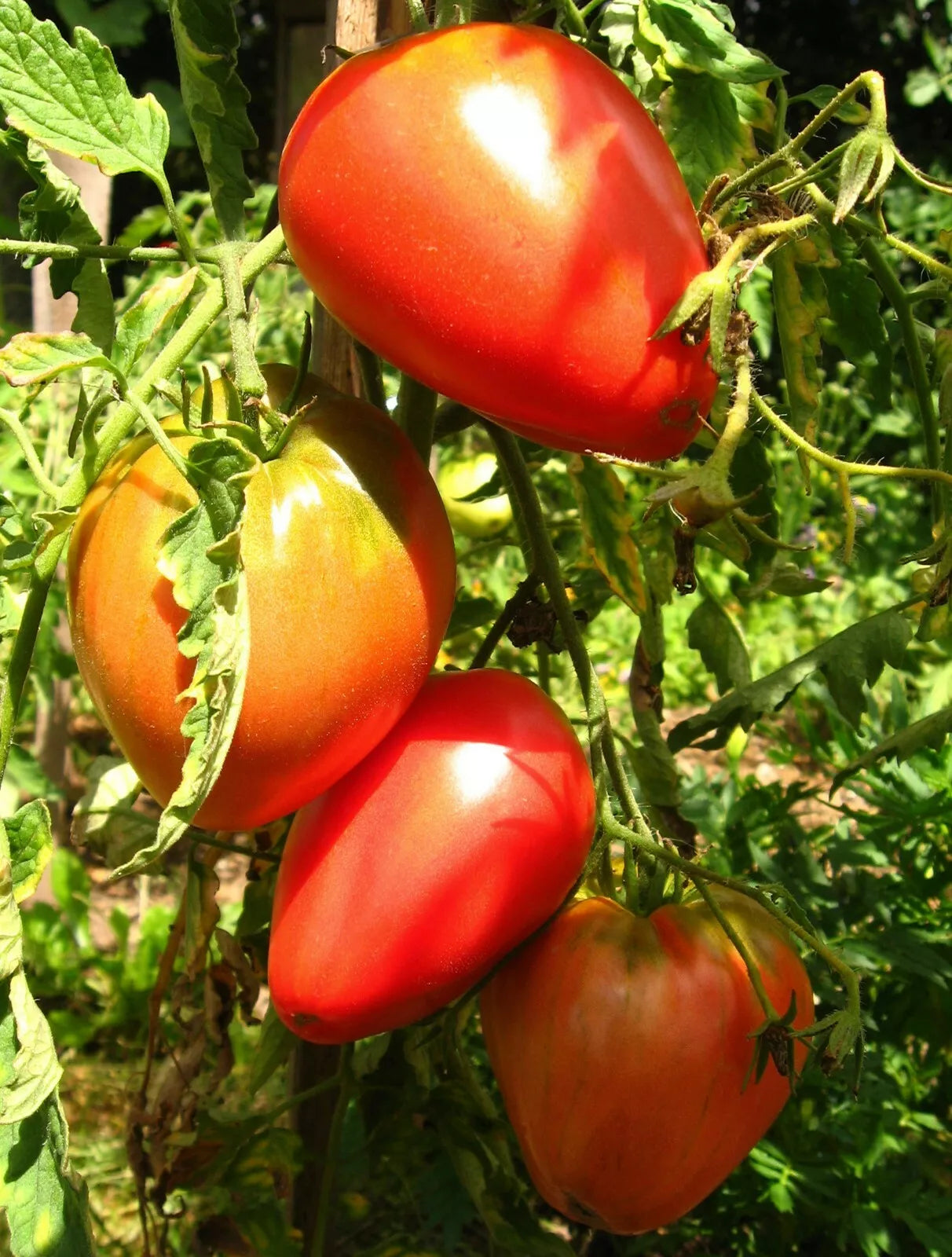Pink Oxheart Tomato Seeds - 30 Non-GMO Heirloom Seeds for Organic Gardening