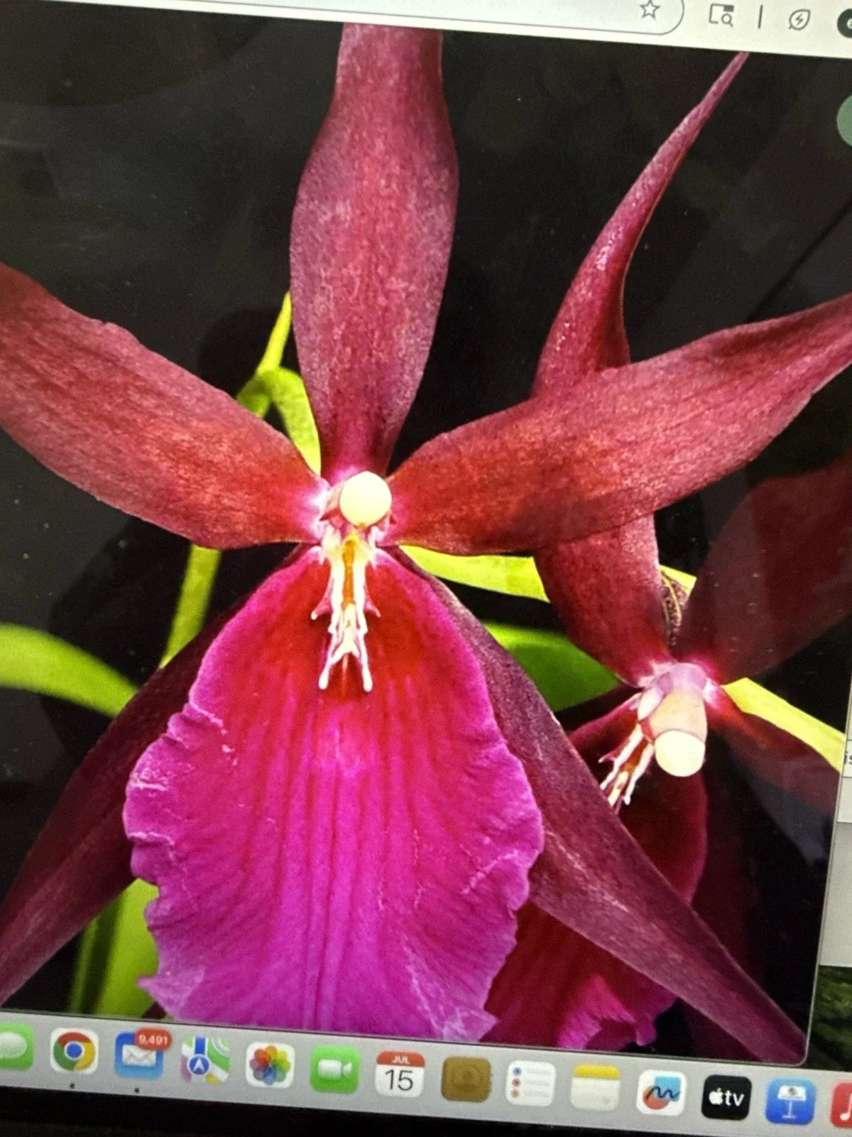 Orchid Plant Bare Root Bulb Mtssa Royal Robe Miltoniopsis x Brassia Tropical Flowering Orchid