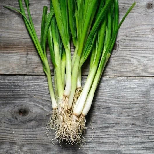 White Lisbon Green Bunching Onion Seeds - Allium fistulosum, Vegetable Seeds, Clumping, Full Sun, Indoor/Outdoor Gardening