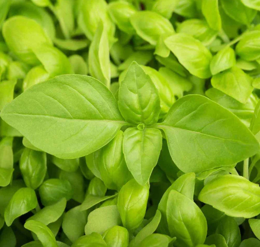 LEMON Basil Seeds - 200 Non-GMO Citrus Flavor Herb for Soups - Ocimum basilicum