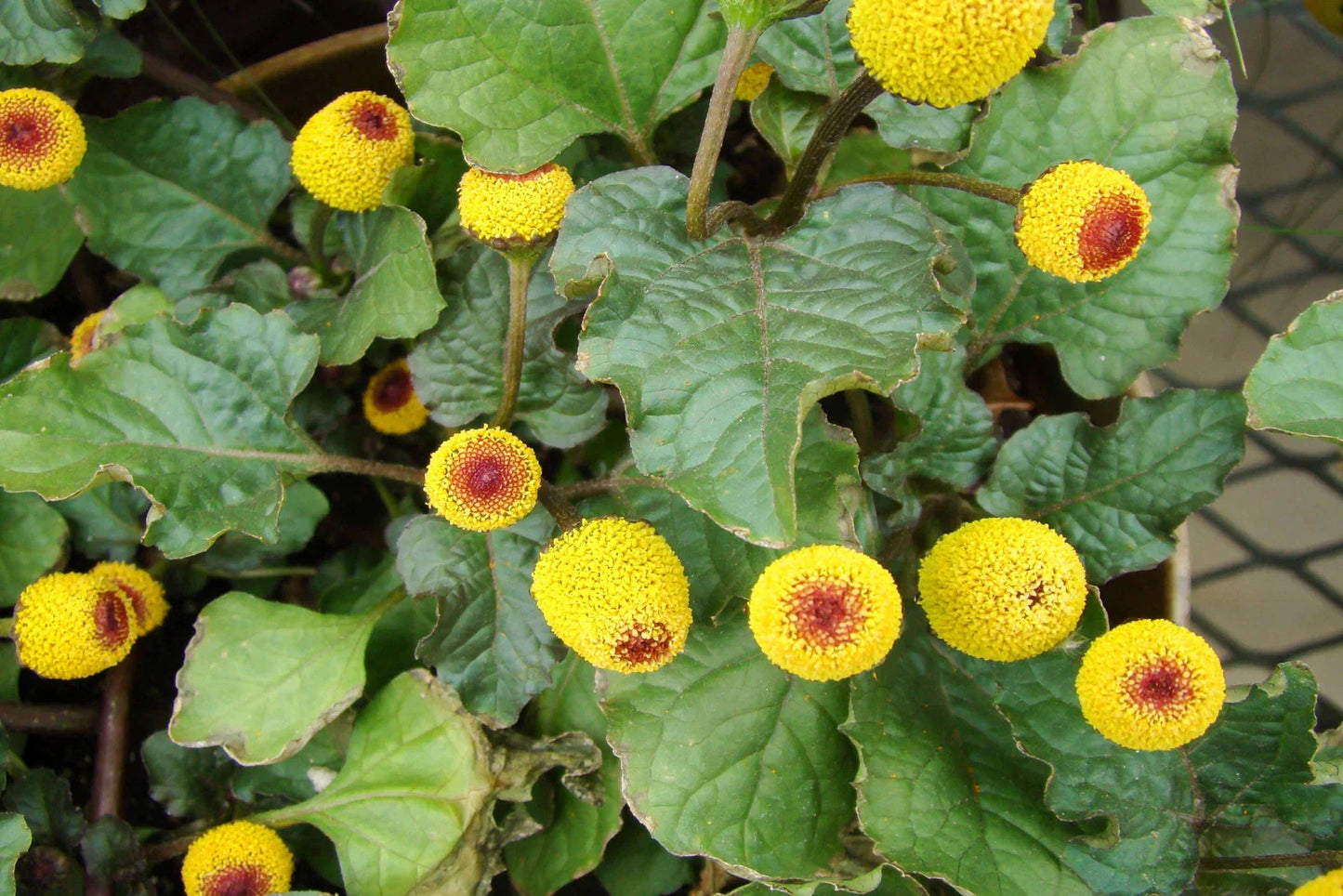 Paracress Seeds - Spilanthes acmella Medicinal Herb with Tracking