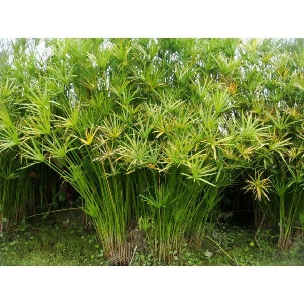 Live Umbrella Palm Plant - Tropical Marginal Pond Plant Cyperus alternifolius for Water Gardens